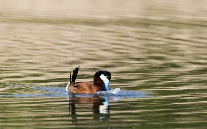 Framed Print : Ruddy Duck Oxyura jamaicensis male displaying on pool Cley Norfolk April