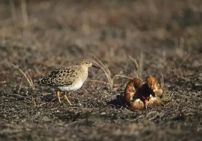 Framed Print : A Ruff lek on a Finnish bog Finland May