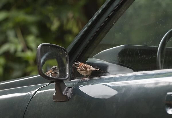 Rufous-collared Sparrow reacting to reflection in car wing mirror Savegre Costa Rica