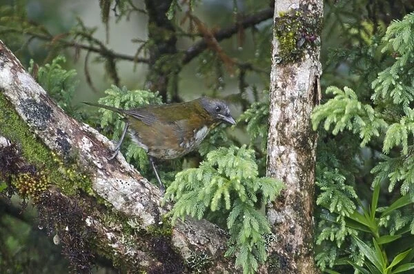 Rufous-naped Whistler Pachycephala rufinucha Western Highlands Papua New Guinea