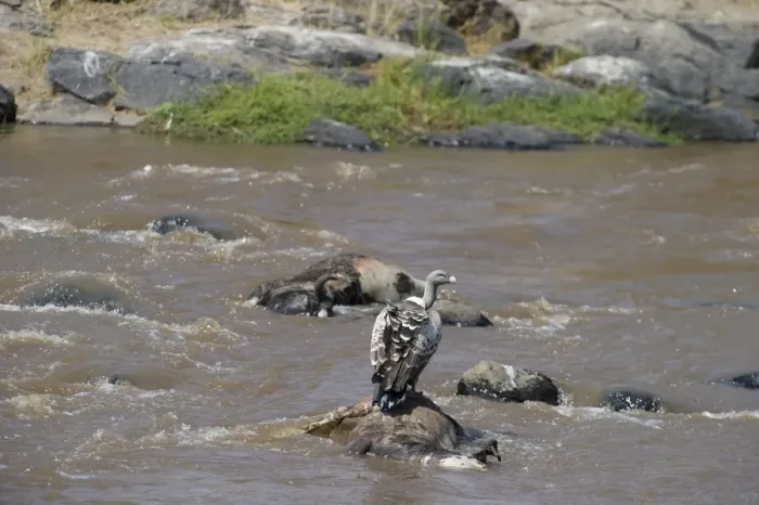 Framed Print : Ruppells Griffon Vulture Gyps rueppellil feeding on Wildebeest carcasses in Mara River Framed Print : Ruppells Griffon Vulture Gyps rueppellil feeding on Wildebeest carcasses in Mara River