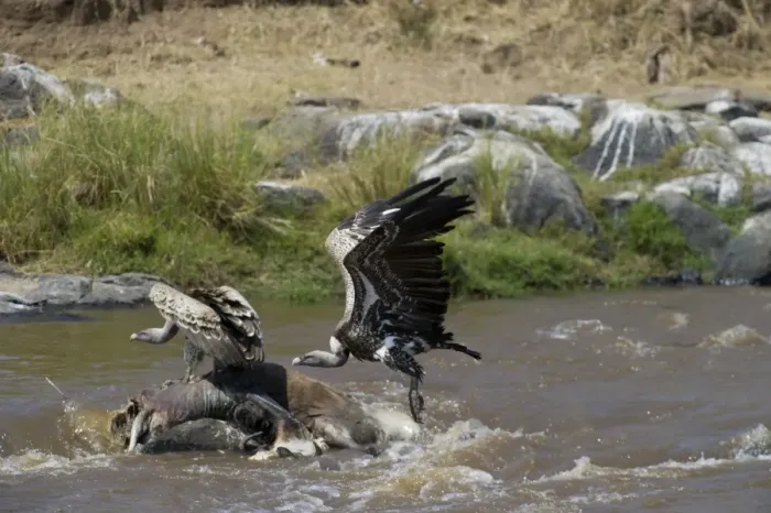 Framed Print : Ruppells Griffon Vulture Gyps rueppellil feeding on Wildebeest carcasses in Mara River Framed Print : Ruppells Griffon Vulture Gyps rueppellil feeding on Wildebeest carcasses in Mara River
