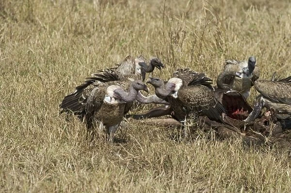 Ruppells Griffon Vultures Gyps rueppellii at carcass Masai Mara Kenya