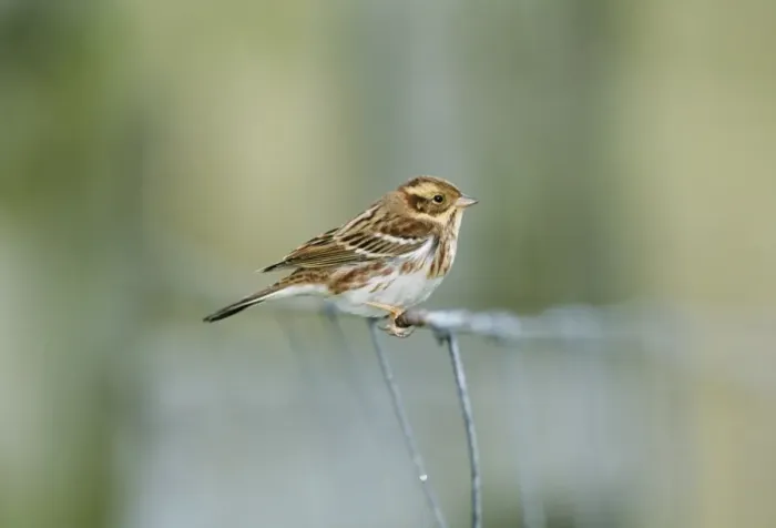 Framed Print : Rustic Bunting Emberiza rustica migrant on Fair Isle autumn