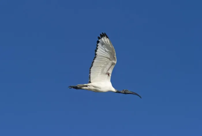 Framed Print : Sacred Ibis Threskiornis aethiopicus Lake Nakuru Kenya Framed Print : Sacred Ibis Threskiornis aethiopicus Lake Nakuru Kenya