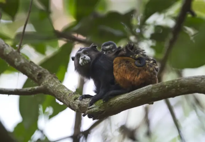 Framed Print : Saddle-backed Tamarin seguinus-fuscicollis with young on back Tambopata Peru Framed Print : Saddle-backed Tamarin seguinus-fuscicollis with young on back Tambopata Peru