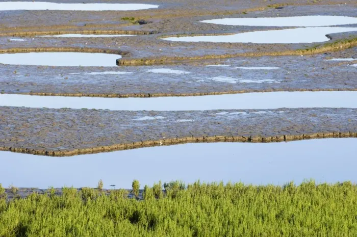 Framed Print : Samphire growing on the edge of the mudflats of the Wash at Snettisham RSPB Reserve Framed Print : Samphire growing on the edge of the mudflats of the Wash at Snettisham RSPB Reserve