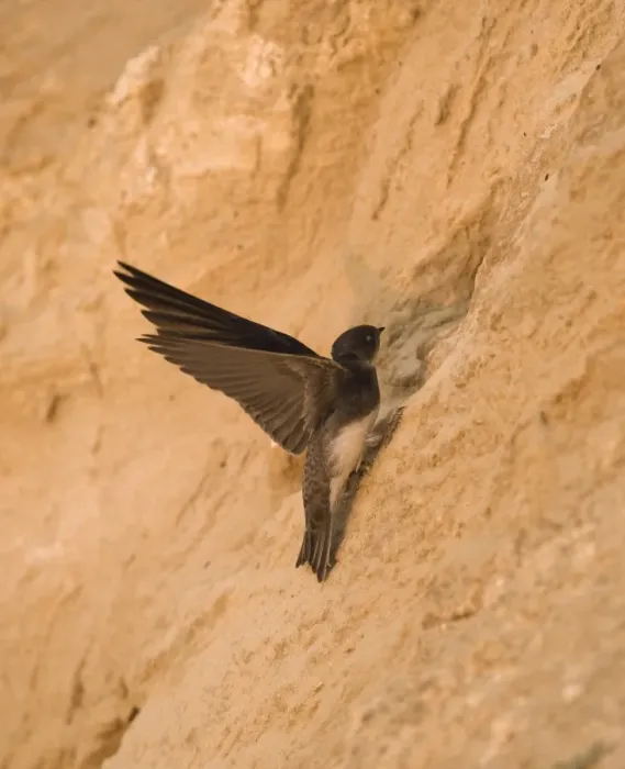 Framed Print : Sand Martin Riparia riparia at nest hole in sea cliff colony Norfolk July Framed Print : Sand Martin Riparia riparia at nest hole in sea cliff colony Norfolk July
