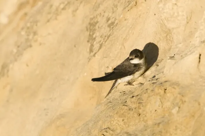 Framed Print : Sand Martin Riparia riparia at nesting colony in cliff North Norfolk July Framed Print : Sand Martin Riparia riparia at nesting colony in cliff North Norfolk July