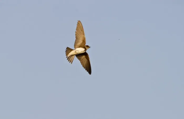 Framed Print : Sand Martin Riparia riparia Norfolk summer
