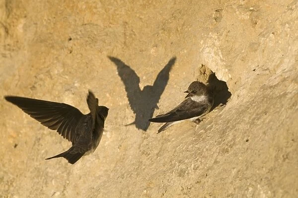 Sand Martins Riparia riparia at nesting colony in cliff North Norfolk July