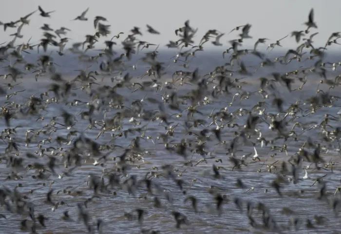 Framed Print : Sanderling Calidris alba and a few Dunlin Calidris alpina on the Wash at Snettisham Framed Print : Sanderling Calidris alba and a few Dunlin Calidris alpina on the Wash at Snettisham