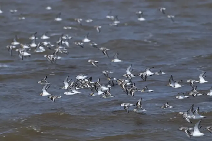 Framed Print : Sanderling Calidris alba flock Snettisham Norfolk August Framed Print : Sanderling Calidris alba flock Snettisham Norfolk August