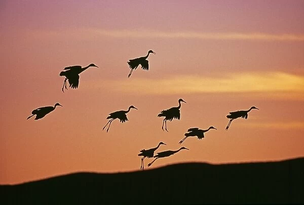 Sandhill Cranes, Grus canadensis, arriving at roosting pond at dusk, Bosque Del Apache