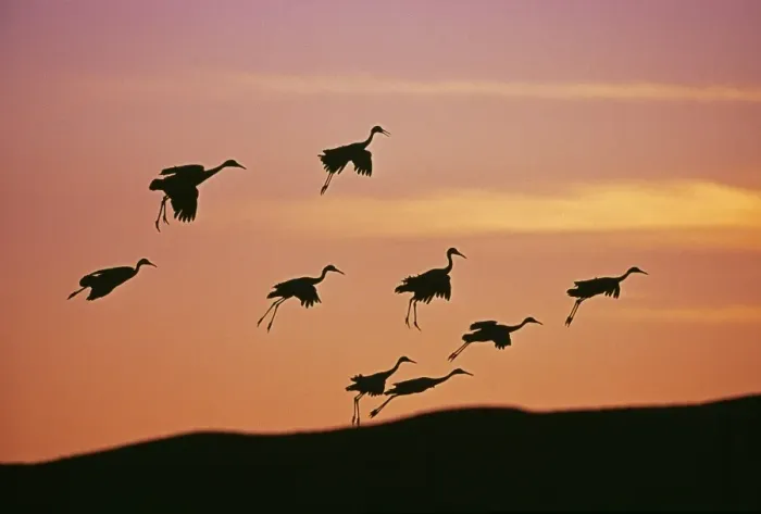 Framed Print : Sandhill Cranes, Grus canadensis, arriving at roosting pond at dusk, Bosque Del Apache