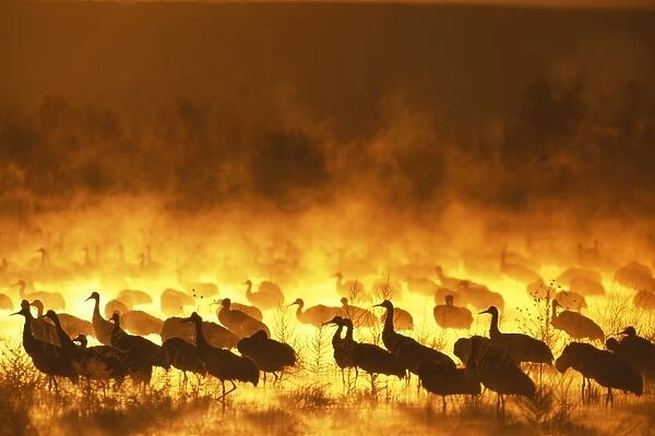 Sandhill Cranes, Grus canadensis, on roosting pond at dawn, Bosque Del Apache, New Mexico