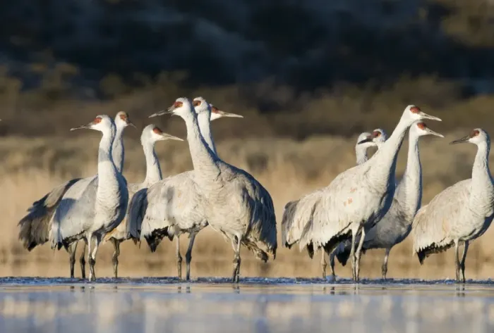 Framed Print : Sandhill Cranes Grus canadensis Bosque del Apache New Mexico January USA Framed Print : Sandhill Cranes Grus canadensis Bosque del Apache New Mexico January USA