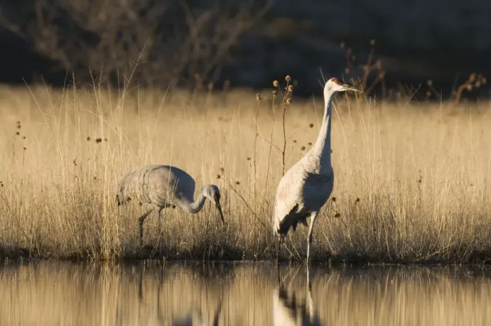 Framed Print : Sandhill Cranes Grus canadensis pair Bosque del Apache New Mexico January USA Framed Print : Sandhill Cranes Grus canadensis pair Bosque del Apache New Mexico January USA