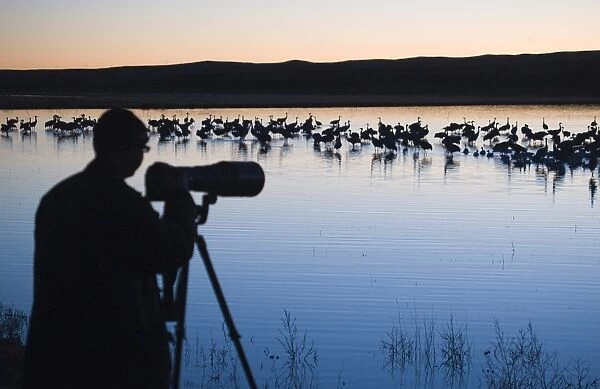 Sandhill Cranes Grus canadensis and photographer on roosting pond Bosque Del Apache