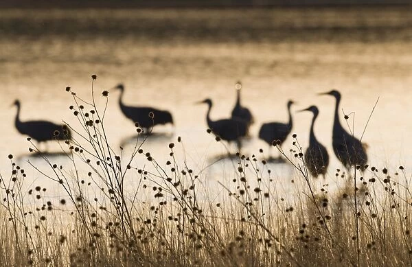 Sandhill Cranes Grus canadensis on roosting pond Bosque del Apache New Mexico USA January