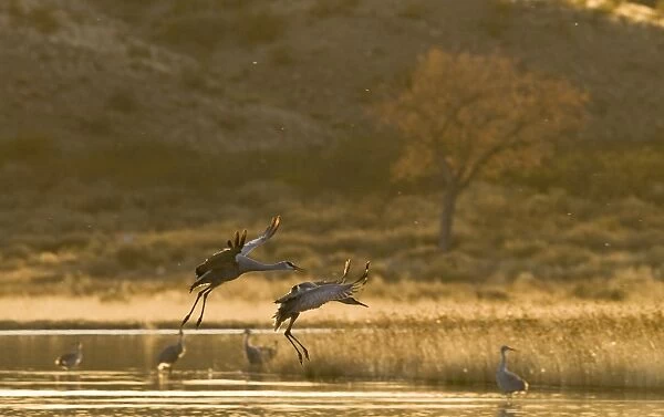 Sandhill Cranes Grus canadensis on roosting pond Bosque del Apache New Mexico USA January
