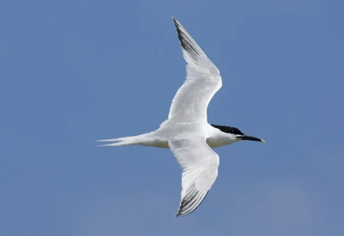 Framed Print : Sandwich Tern Sterna sandvicensis Inner Farne Northumberland July