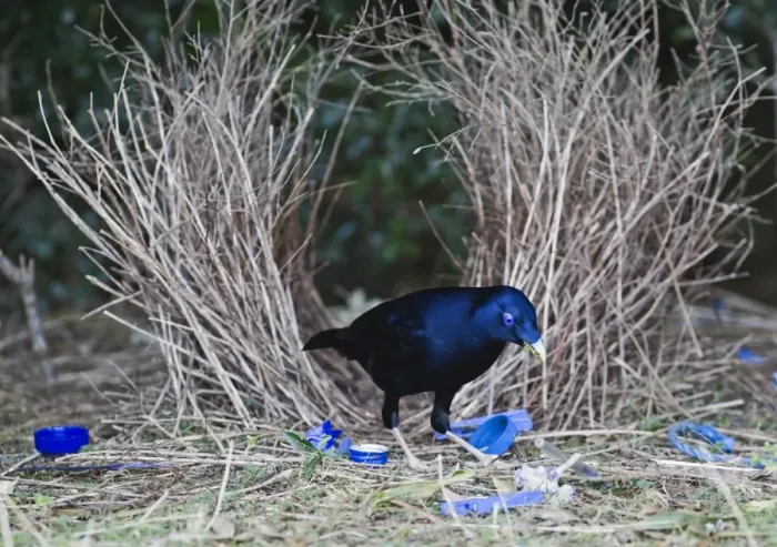 Framed Print : Satin Bowerbird male at bower Lamington NP Queensland Australia Framed Print : Satin Bowerbird male at bower Lamington NP Queensland Australia