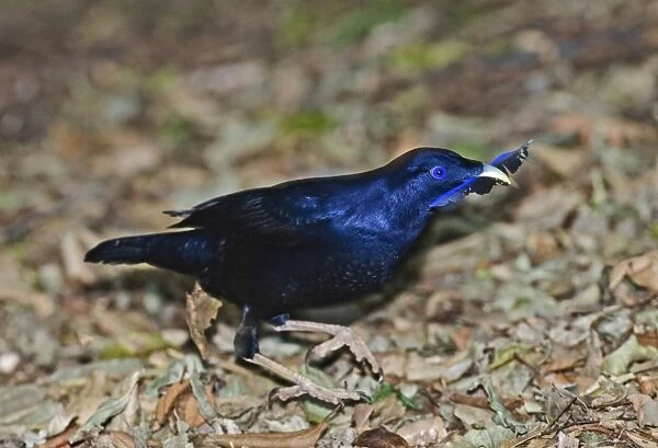 Satin Bowerbird Ptilonorhynchus violaceus male collecting blue feather for bower