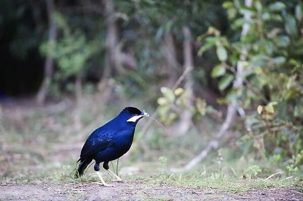 Satin Bowerbird Ptilonorhynchus violaceus male collecting objects for bower Lamington