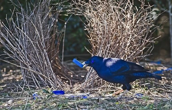 Satin Bowerbird Ptilonorhynchus violaceus male collecting blue bottle top for bower