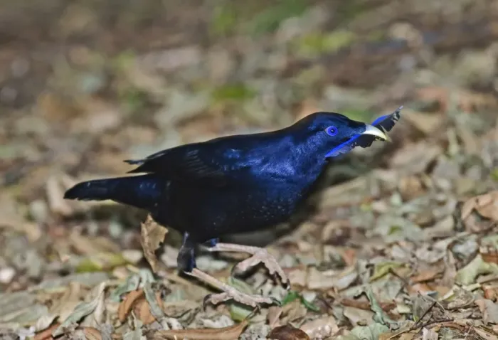 Framed Print : Satin Bowerbird Ptilonorhynchus violaceus male collecting blue feather for bower Framed Print : Satin Bowerbird Ptilonorhynchus violaceus male collecting blue feather for bower