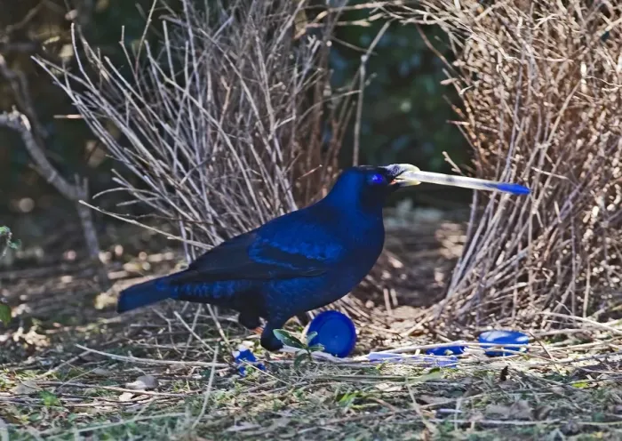 Framed Print : Satin Bowerbird Ptilonorhynchus violaceus male depositing blue pen at bower Lamington Framed Print : Satin Bowerbird Ptilonorhynchus violaceus male depositing blue pen at bower Lamington