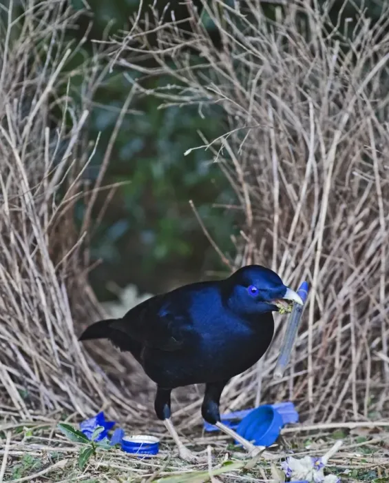 Framed Print : Satin Bowerbird Ptilonorhynchus violaceus male depositing blue pen at bower Lamington Framed Print : Satin Bowerbird Ptilonorhynchus violaceus male depositing blue pen at bower Lamington