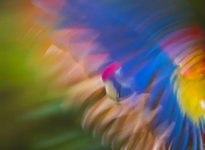 Framed Print : Scarlet Macaw (Ara macao) in flight using motion blur Captive Framed Print : Scarlet Macaw (Ara macao) in flight using motion blur Captive