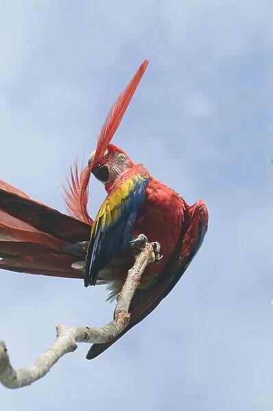 Scarlet Macaw Ara maccao preening Guatemala
