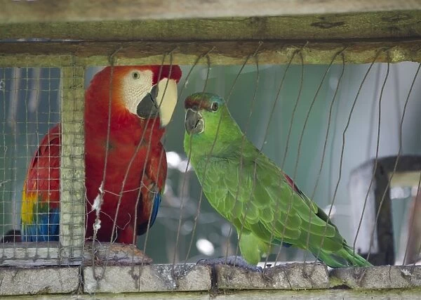 Scarlet Macaw and Festive Parrot caged at village on ARiver Amazon Peru