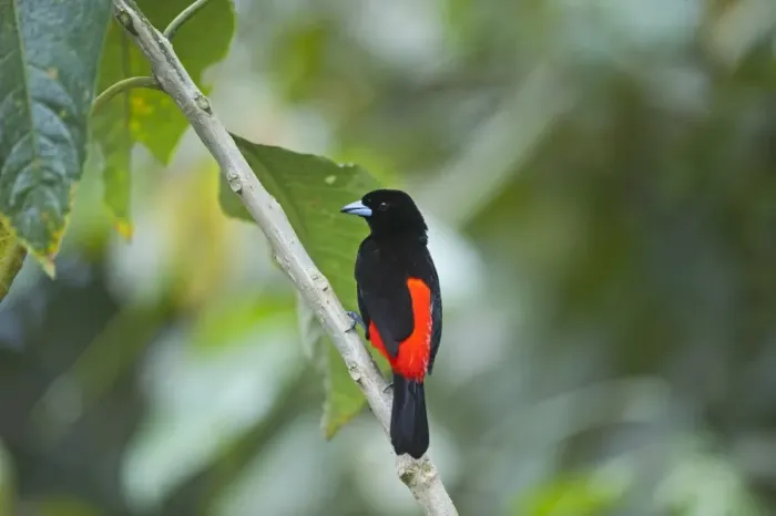 Framed Print : Scarlet-rumped Tanager Ramphocelus passerinii male Costa Rica Framed Print : Scarlet-rumped Tanager Ramphocelus passerinii male Costa Rica