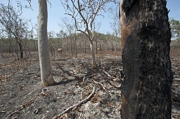 Scorched woodland after bush fire south of Cairns Queensland Australia