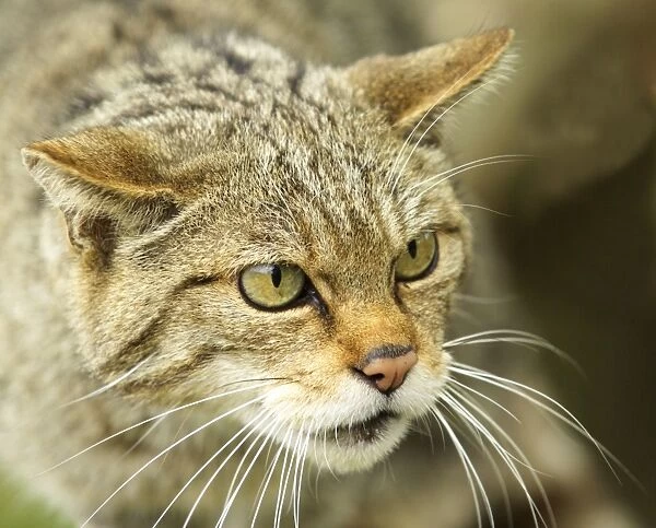 Scottish Wildcat, Felis silvestris