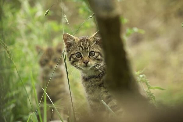 Scottish Wildcat, Felis silvestris, kittens