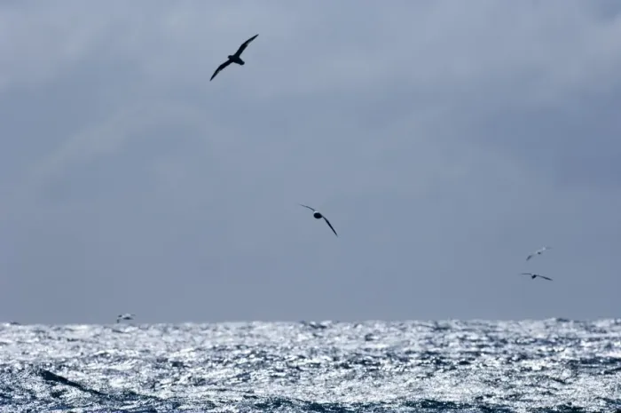 Framed Print : Seabirds (Fulmars & Gannets) out at sea off Shetland June