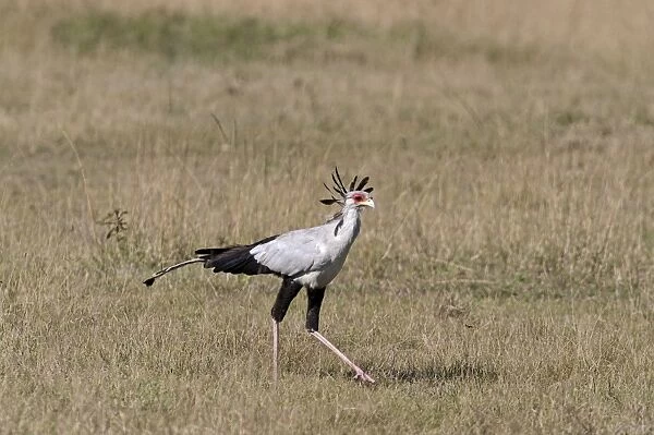 Secretary Bird Sagittarius serpentarius hunting Lake Nakuru Kenya