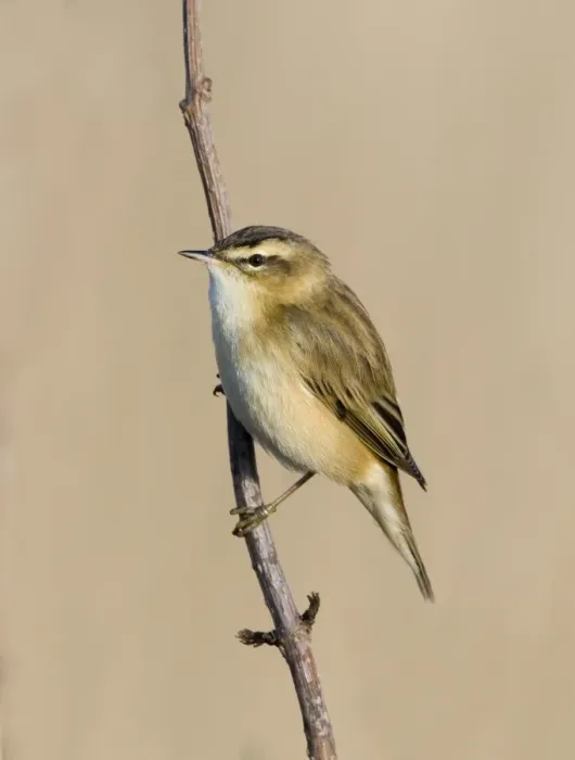 Framed Print : Sedge Warbler Acrocephalus schoenobaenus Cley Norfolk April Framed Print : Sedge Warbler Acrocephalus schoenobaenus Cley Norfolk April