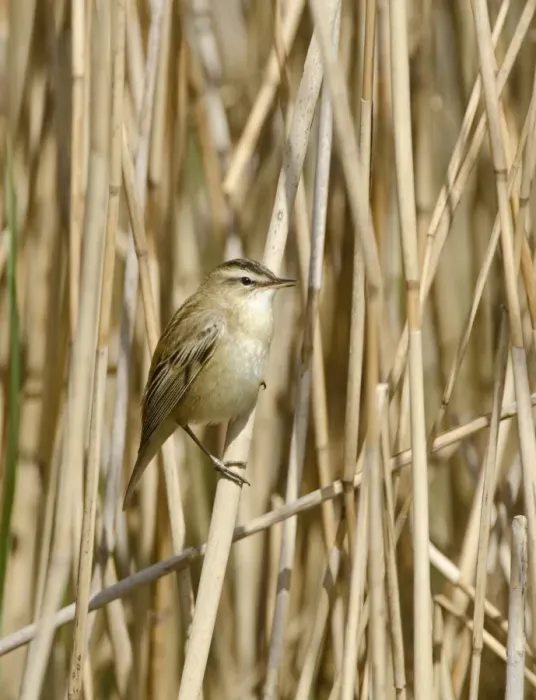 Framed Print : Sedge Warbler Acrocephalus schoenobaenus Norfolk spring Framed Print : Sedge Warbler Acrocephalus schoenobaenus Norfolk spring