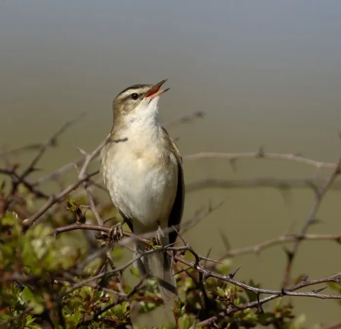 Framed Print : Sedge Warbler Acrocephalus schoenobaenus in song April Northumberland UK
