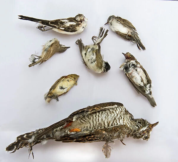 Seized dead birds from raid on illegal trapping operation by the Game Fund in Republic