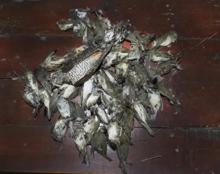 Framed Print : Seized dead birds from raid on illegal trapping operatuon by the Game Fund in Republic Framed Print : Seized dead birds from raid on illegal trapping operatuon by the Game Fund in Republic