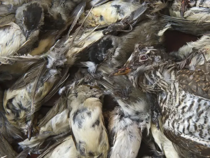 Framed Print : Seized dead birds from raid on illegal trapping operatuon by the Game Fund in Republic Framed Print : Seized dead birds from raid on illegal trapping operatuon by the Game Fund in Republic
