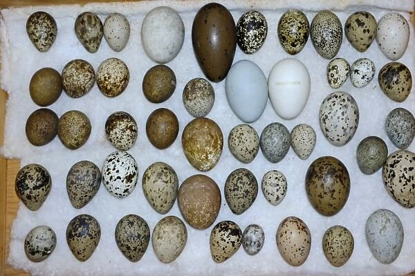 A selection of British Birds eggs from Victorian collection