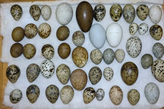 Framed Print : A selection of British Birds eggs from Victorian collection Framed Print : A selection of British Birds eggs from Victorian collection